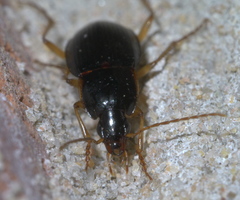 Calathus opaculus