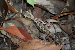 Diplodactylus vittatus