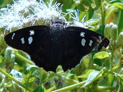 Polygonus leo arizonensis