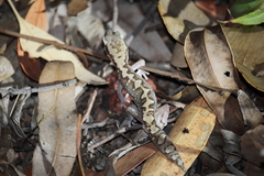 Diplodactylus vittatus