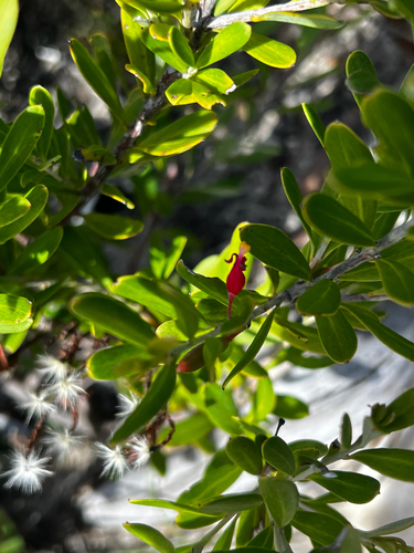 Few-flowered Grevillea (Grevillea pauciflora)