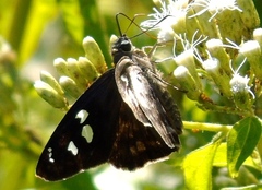 Polygonus leo arizonensis
