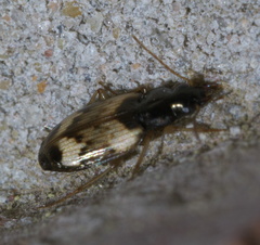 Tetragonoderus