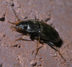 Amphasia sericea
