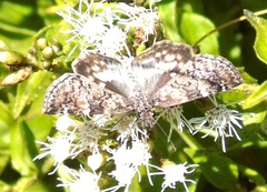 Chiomara georgina georgina