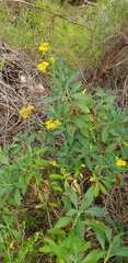 Senecio odoratus