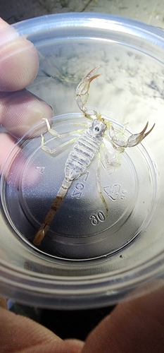 Paruroctonus gracilior