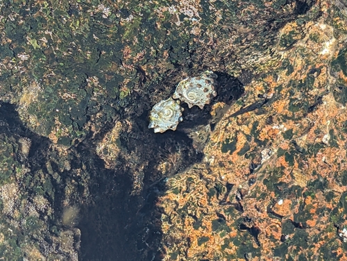 Drupa ricinus observed 2025-09-22