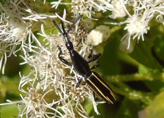 Brentus anchorago