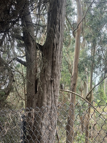 View observation of {o.common_name} on iNaturalist