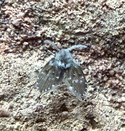 Unknown species found near Trudeau Dr, Sarnia, ON, CA