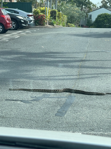 Coastal Carpet Python sighting
