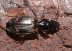 Apenes sinuata