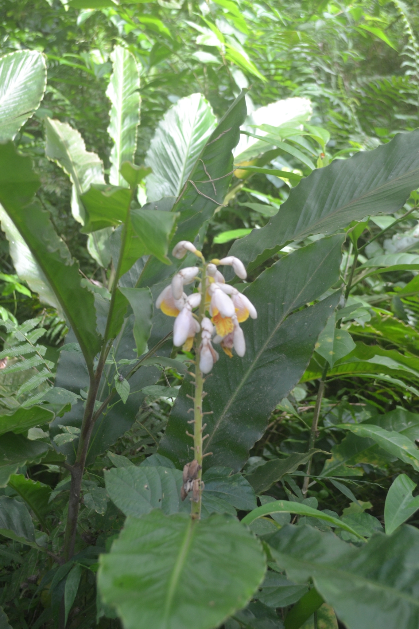Alpinia haenkei C.Presl