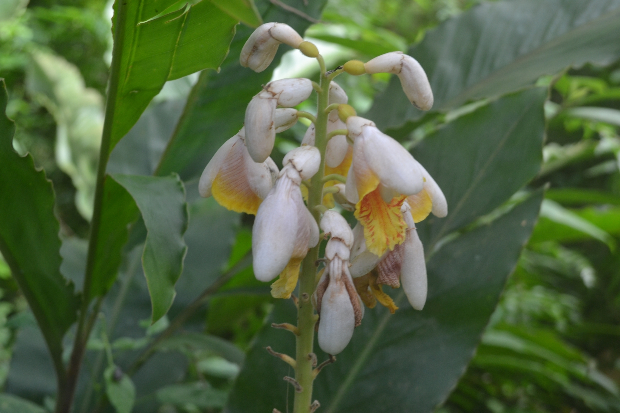 Alpinia haenkei C.Presl 2