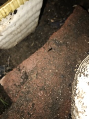 Euborellia annulipes