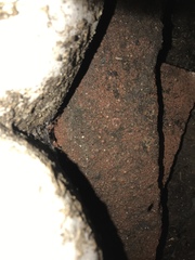 Euborellia annulipes