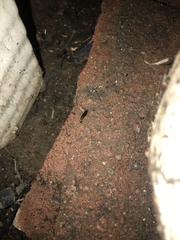 Euborellia annulipes