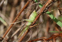 Conocephalus longipes