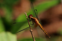 Erythrodiplax fervida