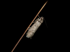 Philobota orescoa