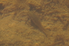 Cyprinodon macularius