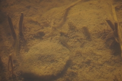 Cyprinodon macularius