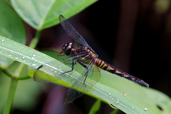 Erythrodiplax kimminsi