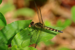 Erythrodiplax kimminsi