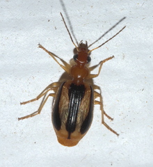 Lebia solea