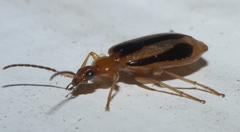 Lebia solea