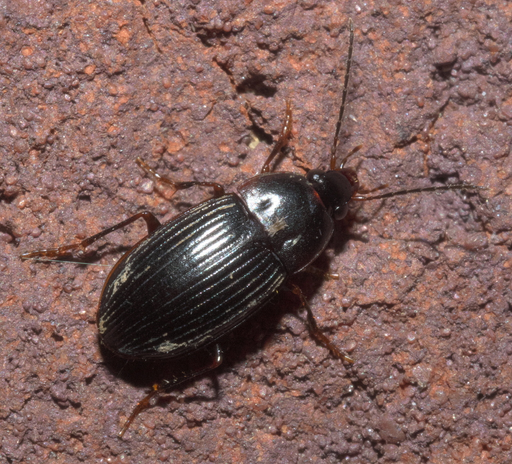 Anatrichis minuta