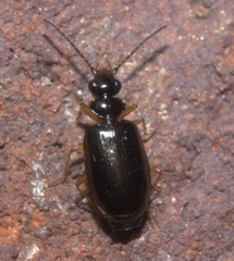 Pentagonica