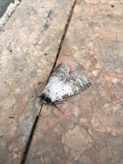 Bryophilina mollicula
