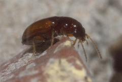 Elaphropus