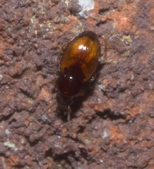 Elaphropus