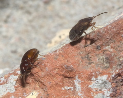 Elaphropus