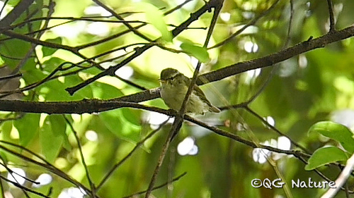 Blyth's Leaf Warbler (Phylloscopus reguloides), photo 5