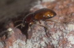 Elaphropus
