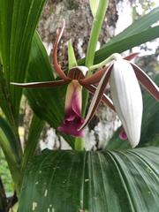 Phaius