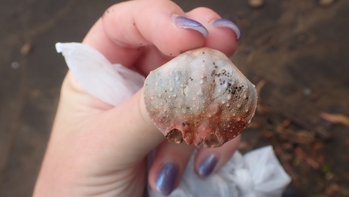 Cycloes granulosa observed 2025-09-26
