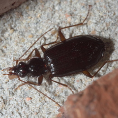 Platynus cincticollis