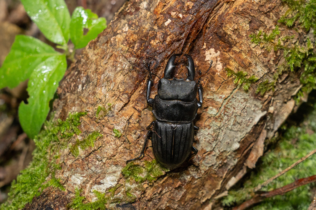 Serrognathus costatus