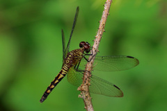 Erythrodiplax kimminsi