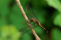 Erythrodiplax kimminsi