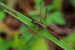 Erythrodiplax umbrata