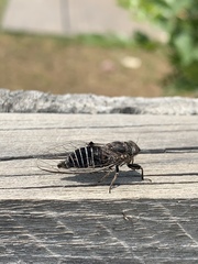 Atrapsalta corticina