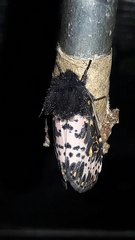 Xanthopastis timais