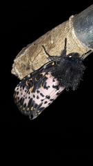 Xanthopastis timais