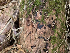 Graphostroma platystomum